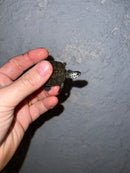 Concentric Diamondback Terrapin 2022 (Malaclemys terrapin)