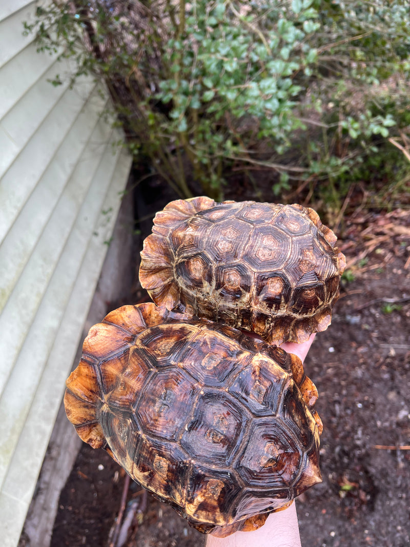 Homes Hinge-back Tortoise Adult Pair 1 (Kinixys homeana)