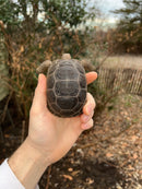 Aldabra Tortoise