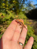Premium Crested Gecko Babies (Correlophus ciliatus)