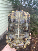 Homes Hinge-back Tortoise Adult Pair 4 (Kinixys homeana)