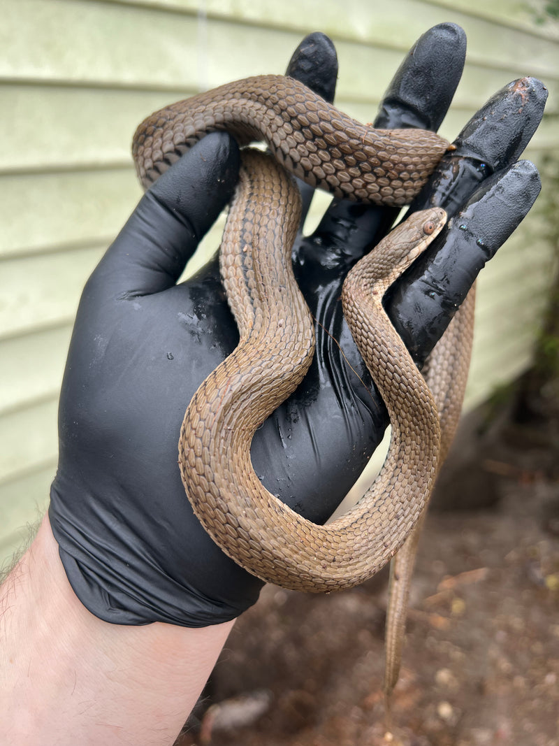 Graham's Crayfish Snake (Regina grahamii)