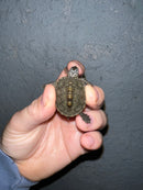 Concentric Diamondback Terrapin 2022 (Malaclemys terrapin)