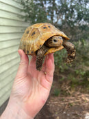 Forstens Tortoise 2020 Female 6 (Indotestudo forstenii)