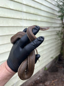 Graham's Crayfish Snake (Regina grahamii)