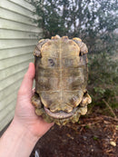 Homes Hinge-back Tortoise Adult Pair 3 (Kinixys homeana)