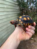 Brazilian Cherryhead Tortoise 2021