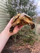 Forstens Tortoise Adult  Female 1 (Indotestudo forstenii)