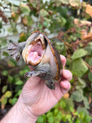 Vampire Musk Turtle Adult Female