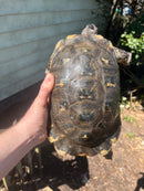 Marginated Tortoise Adult Male 1 (Testudo marginata)