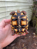 Brazilian Cherryhead Tortoise 2021
