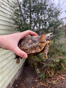 Homes Hinge-back Tortoise Adult Pair 1 (Kinixys homeana)