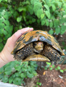 Forstens Tortoise Adult  Male 6 (Indotestudo forstenii)