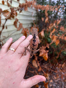 Brown Tree Dragons (Acanthosaura lepidogaster)