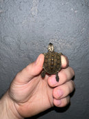 Concentric Diamondback Terrapin 2022 (Malaclemys terrapin)