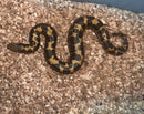 Kenyan Sand Boa (Gongylophis colubrinus)