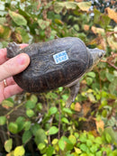 Vampire Musk Turtle Adult Male