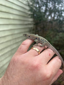 Jeweled Lacerta (Timon lepidus)