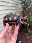 Brazilian Cherryhead Tortoise 2021
