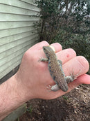 Jeweled Lacerta (Timon lepidus)