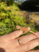 Crested Gecko Babies (Correlophus ciliatus)