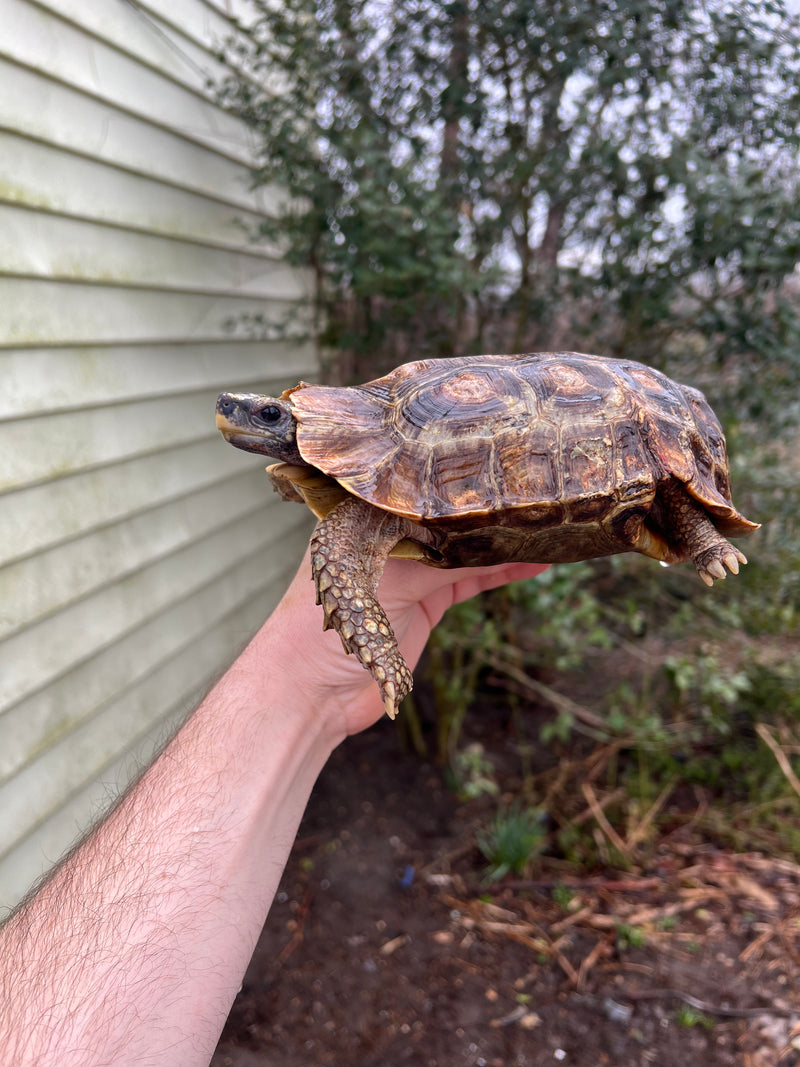 Homes Hinge-back Tortoise Adult Pair 1 (Kinixys homeana)