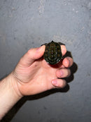 Concentric Diamondback Terrapin 2022 (Malaclemys terrapin)
