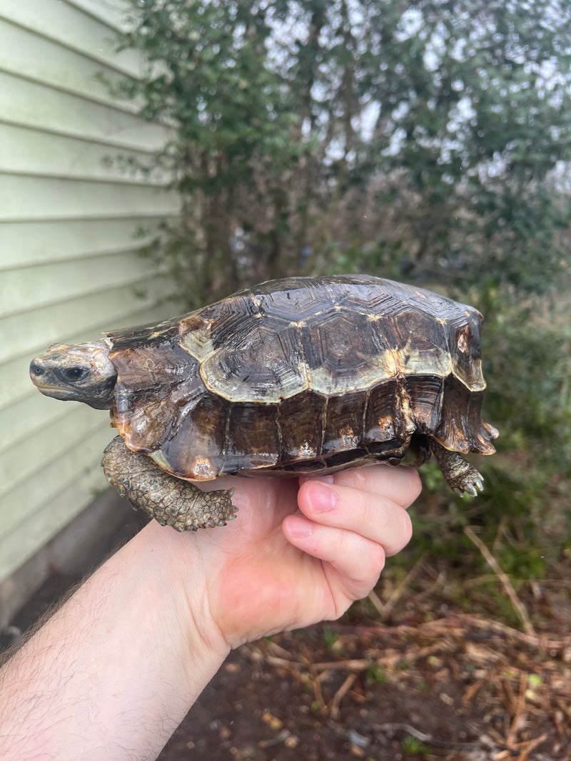 Homes Hinge-back Tortoise Adult Pair 4 (Kinixys homeana)