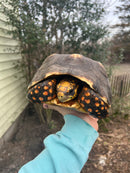 Red Foot Tortoise Adult Female 4 (Chelonoidis carbonaria)