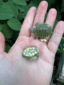 Peacock Slider Baby (Trachemys emolii)