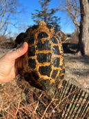 Forstens Tortoise Adult  Male 9 (Indotestudo forstenii)