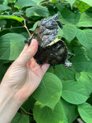 Two Headed Penninsula Cooter Turtle (Pseudemys peninsularis)