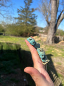 Sinai Blue Agama (Agama sinaita)