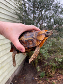 Homes Hinge-back Tortoise Adult Pair 1 (Kinixys homeana)