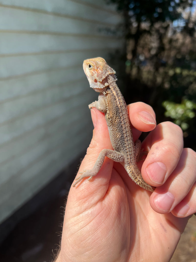 Genetic Striped Pied Translucent Bearded Dragon Baby