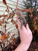 Giant Butterfly Agamas (Leiolepis guttata)