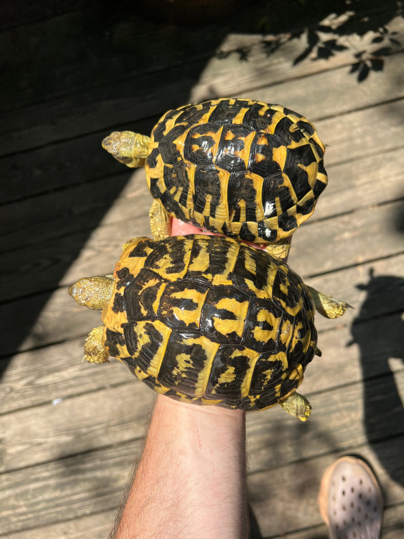 Western Hermann's Tortoise Adult Pair (Testudo hermanni hermanni)