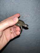 Concentric Diamondback Terrapin 2022 (Malaclemys terrapin)