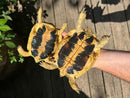 Western Hermann's Tortoise Adult Pair (Testudo hermanni hermanni)