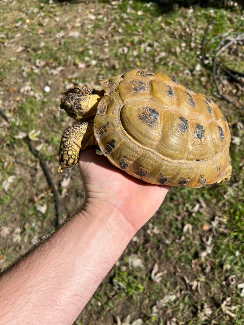 Russian Tortoise XXL Female (Testudo horsfieldii)