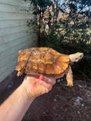 Homes Hinge-back Tortoise Adult Pair 5 (Kinixys homeana)