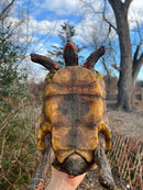 Red Foot Tortoise  Adult Female 1 (Chelonoidis carbonaria)