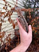 Giant Butterfly Agamas (Leiolepis guttata)