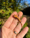 Premium Crested Gecko Babies (Correlophus ciliatus)