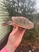 Pink Bellied Sideneck Turtle Adults (Emydura subglobosa)