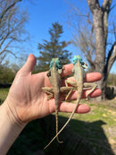 Sinai Blue Agama (Agama sinaita)