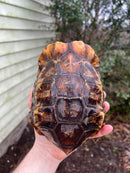 Homes Hinge-back Tortoise Adult Pair 1 (Kinixys homeana)