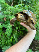 Forstens Tortoise Adult  Male 5 (Indotestudo forstenii)