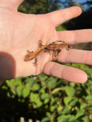 Premium Crested Gecko Babies (Correlophus ciliatus)