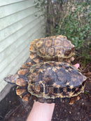 Homes Hinge-back Tortoise Adult Pair 3 (Kinixys homeana)